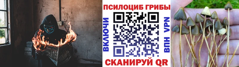 Галлюциногенные грибы MAGIC MUSHROOMS Строитель